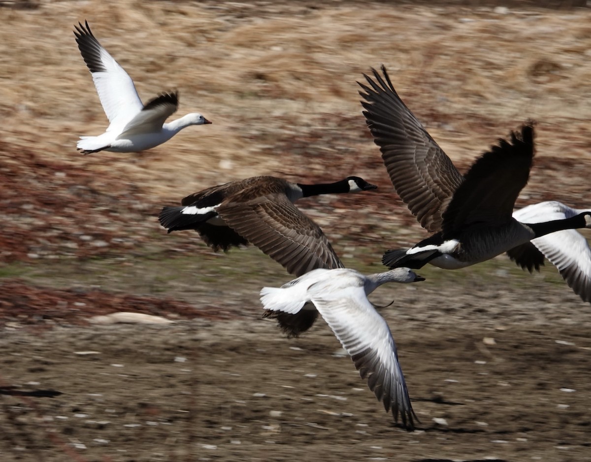 Snow Goose - ML317591251