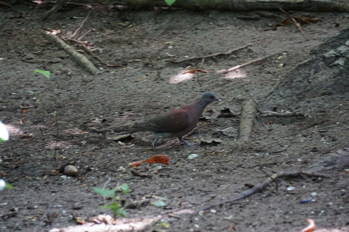 Malagasy Turtle-Dove - ML317591881