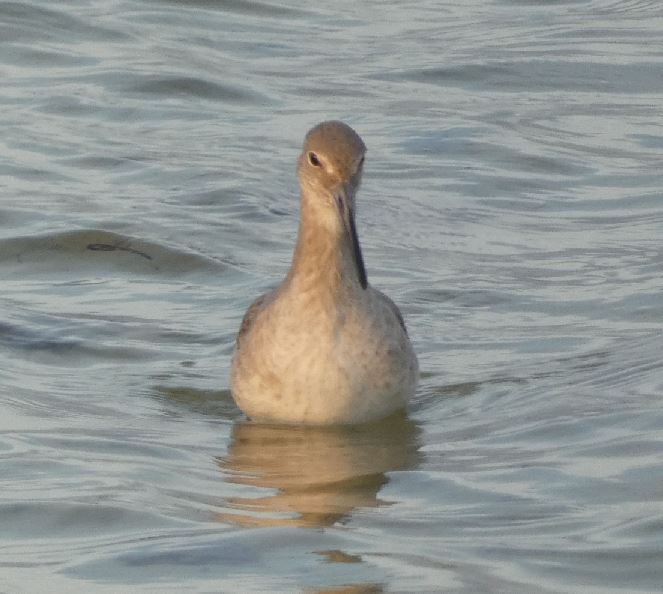 vodouš břehoušovitý (ssp. inornata) - ML317592281