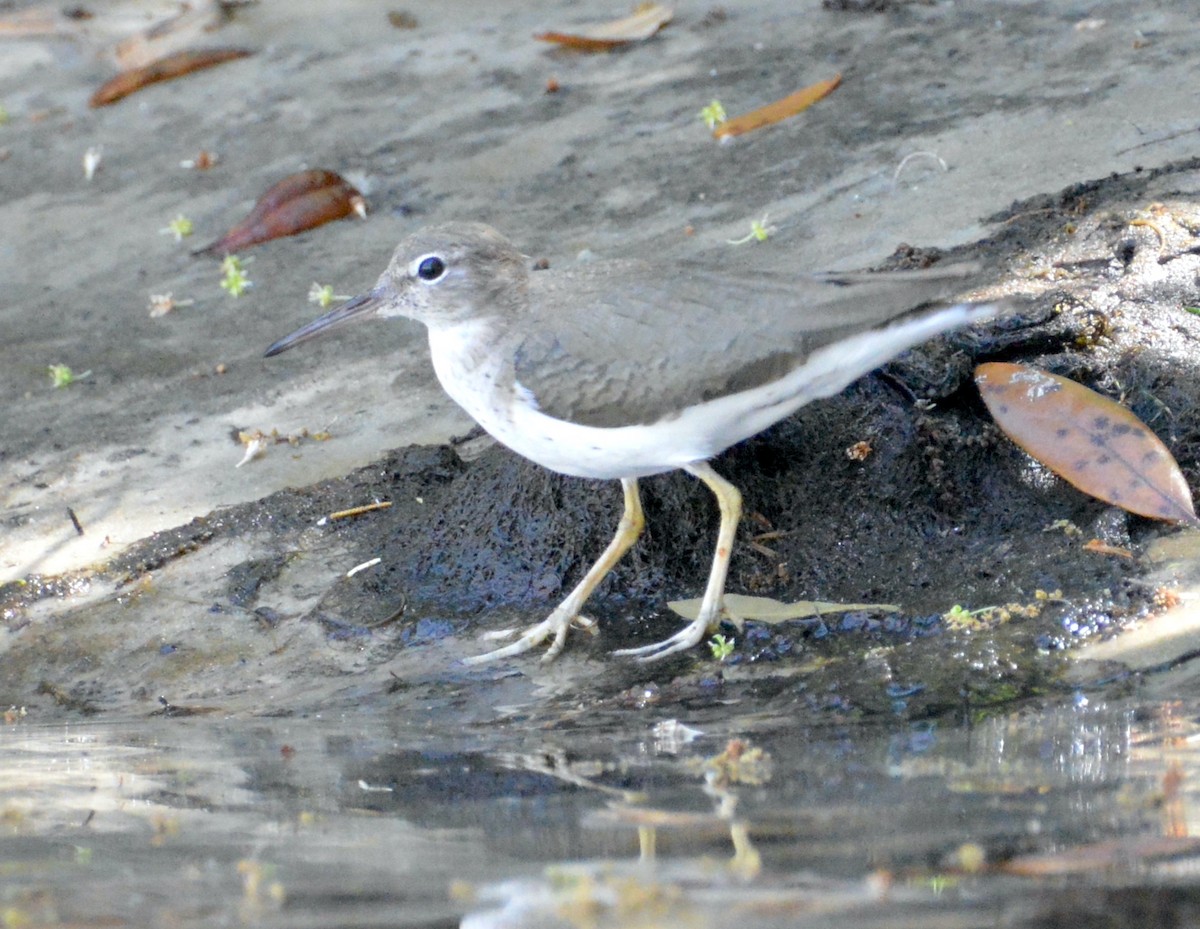 Spotted Sandpiper - Matt Blaze