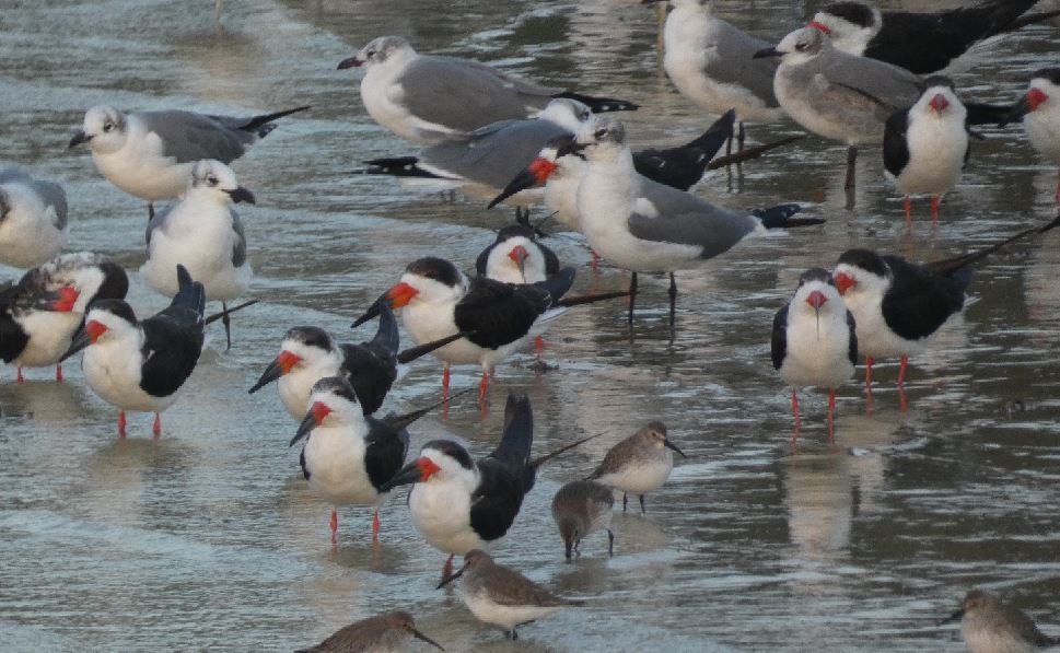 Black Skimmer - ML317592731