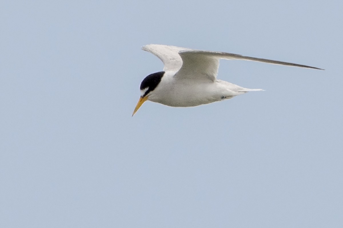 Least Tern - ML31760031