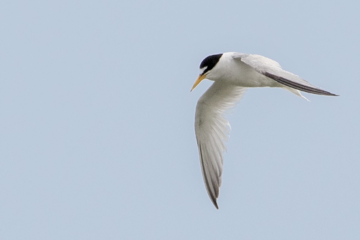 Least Tern - Bradley Hacker 🦜