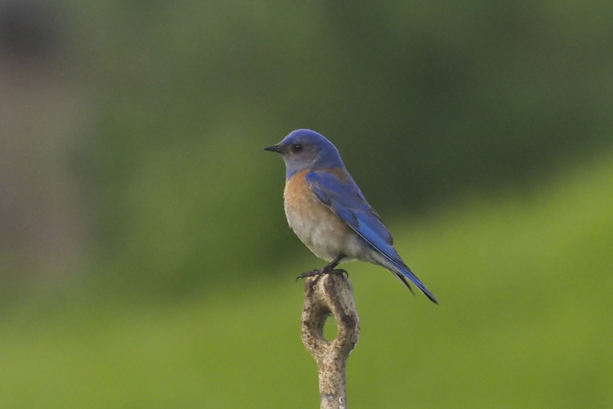 Western Bluebird - Donna Pomeroy