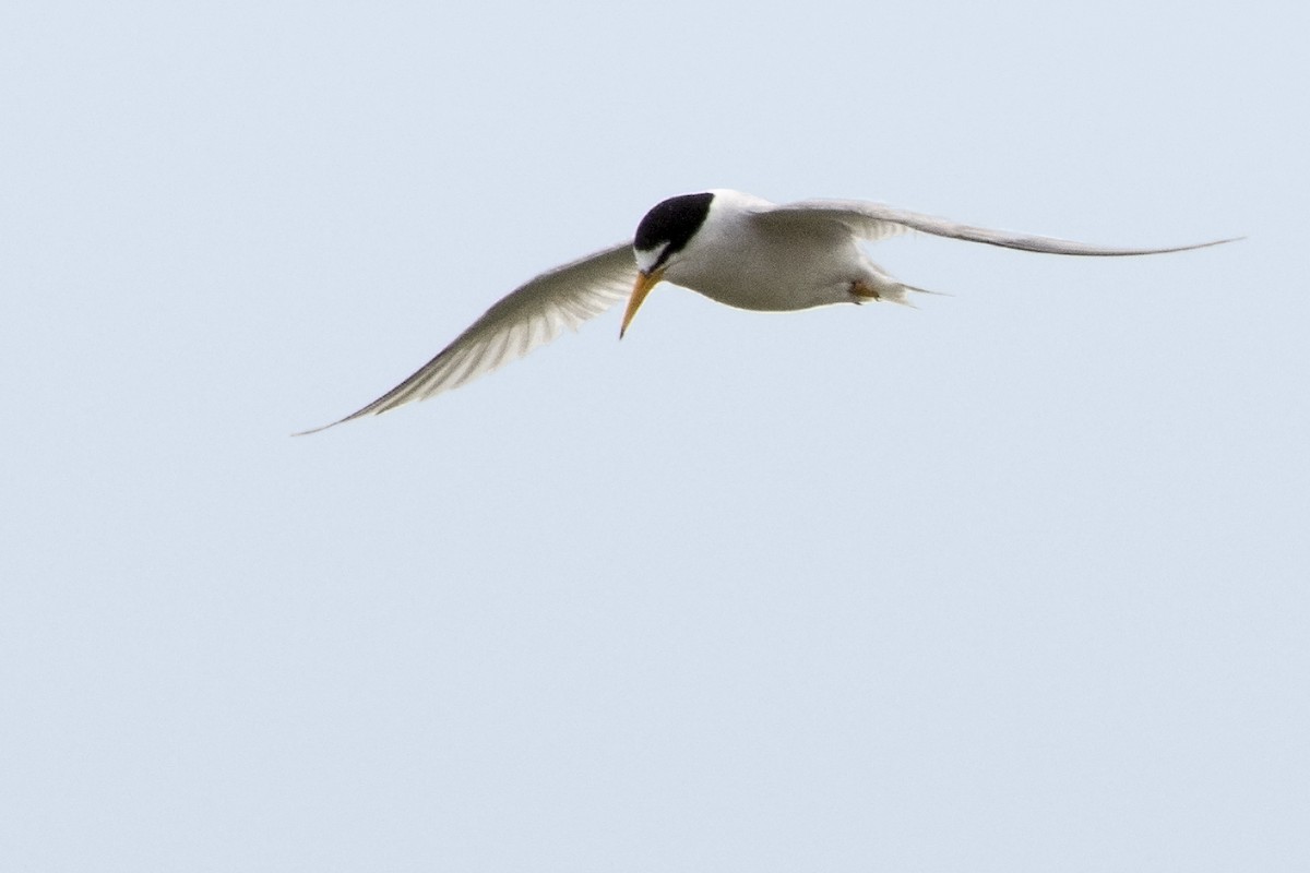 Least Tern - ML31760071