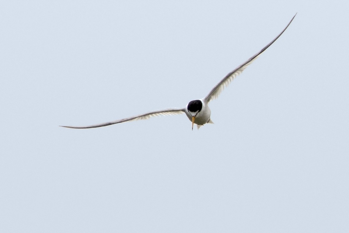 Least Tern - ML31760081