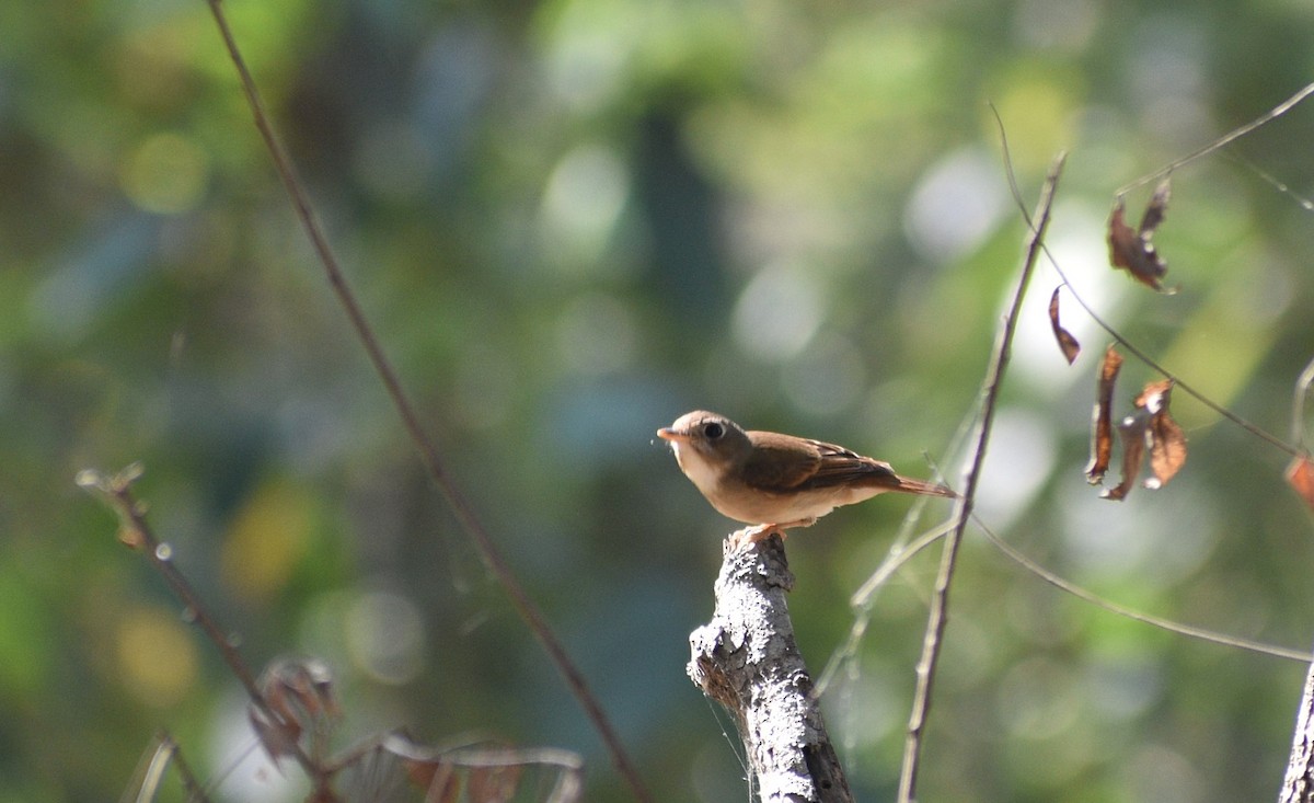 Brown-breasted Flycatcher - ML317603271