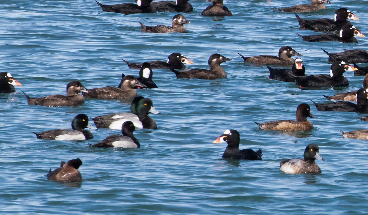 Lesser Scaup - ML317603671