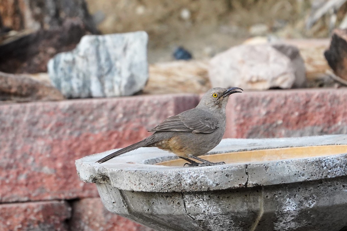 Curve-billed Thrasher - ML317603961