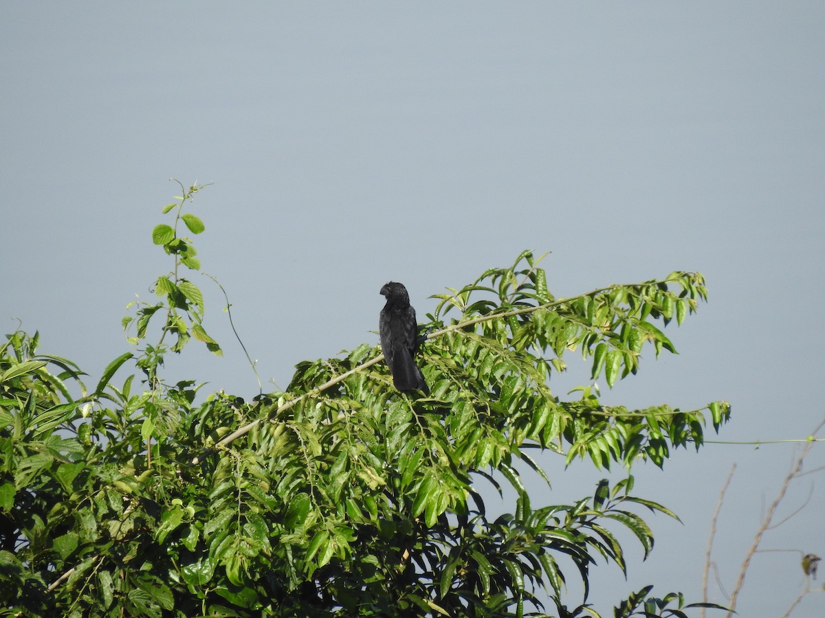 Smooth-billed Ani - ML317607471