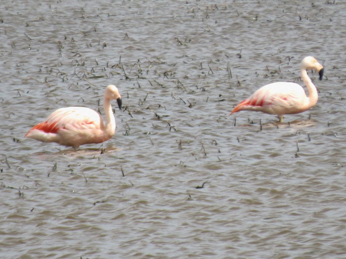 Şili Flamingosu - ML31760991