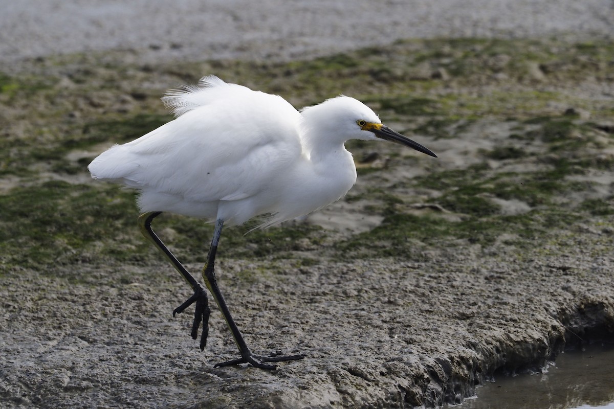 Snowy Egret - ML317610321