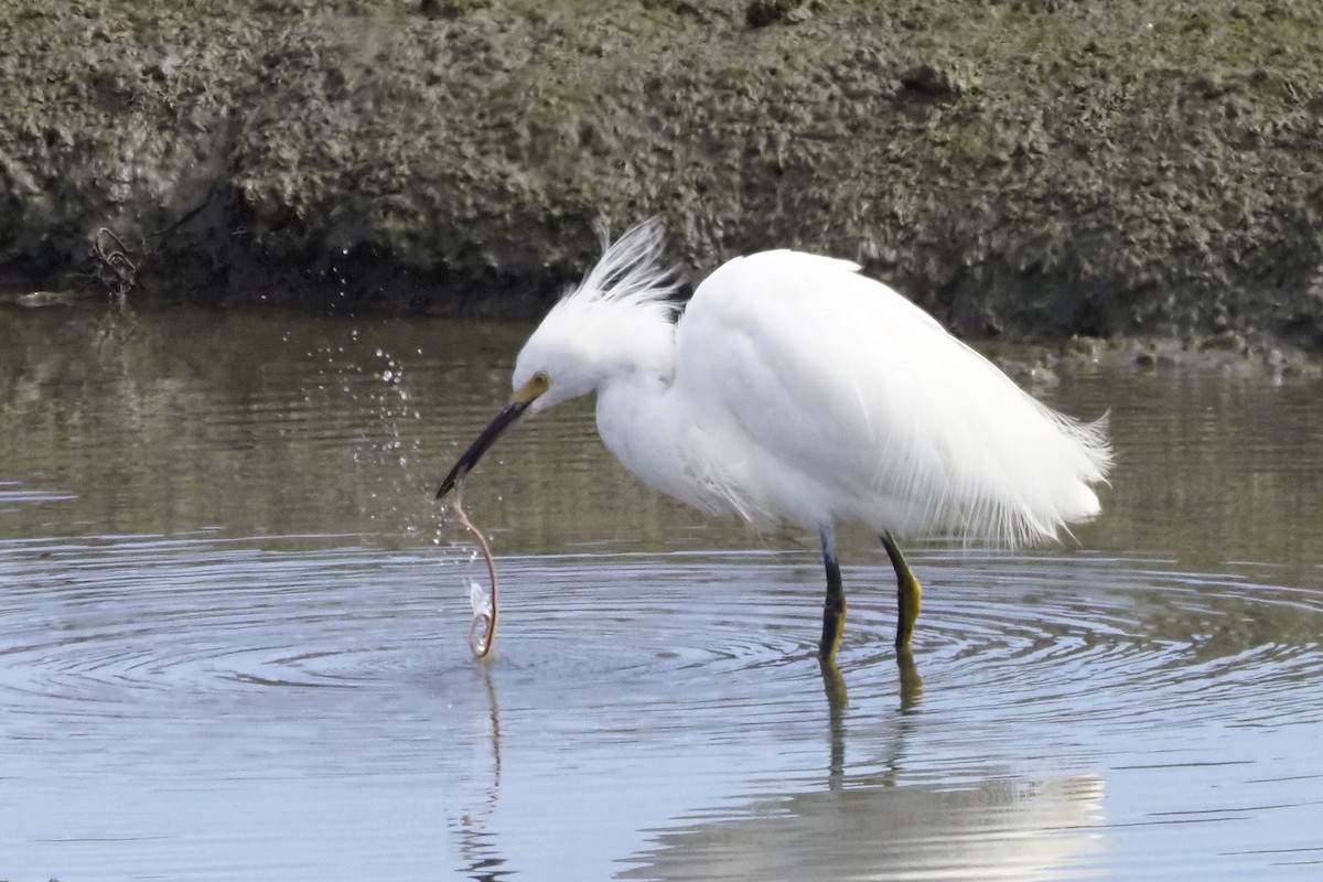 Snowy Egret - ML317610341