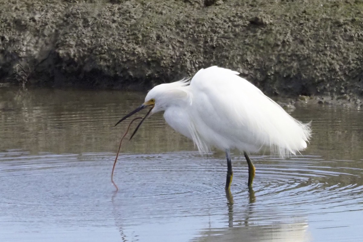 Snowy Egret - ML317610361