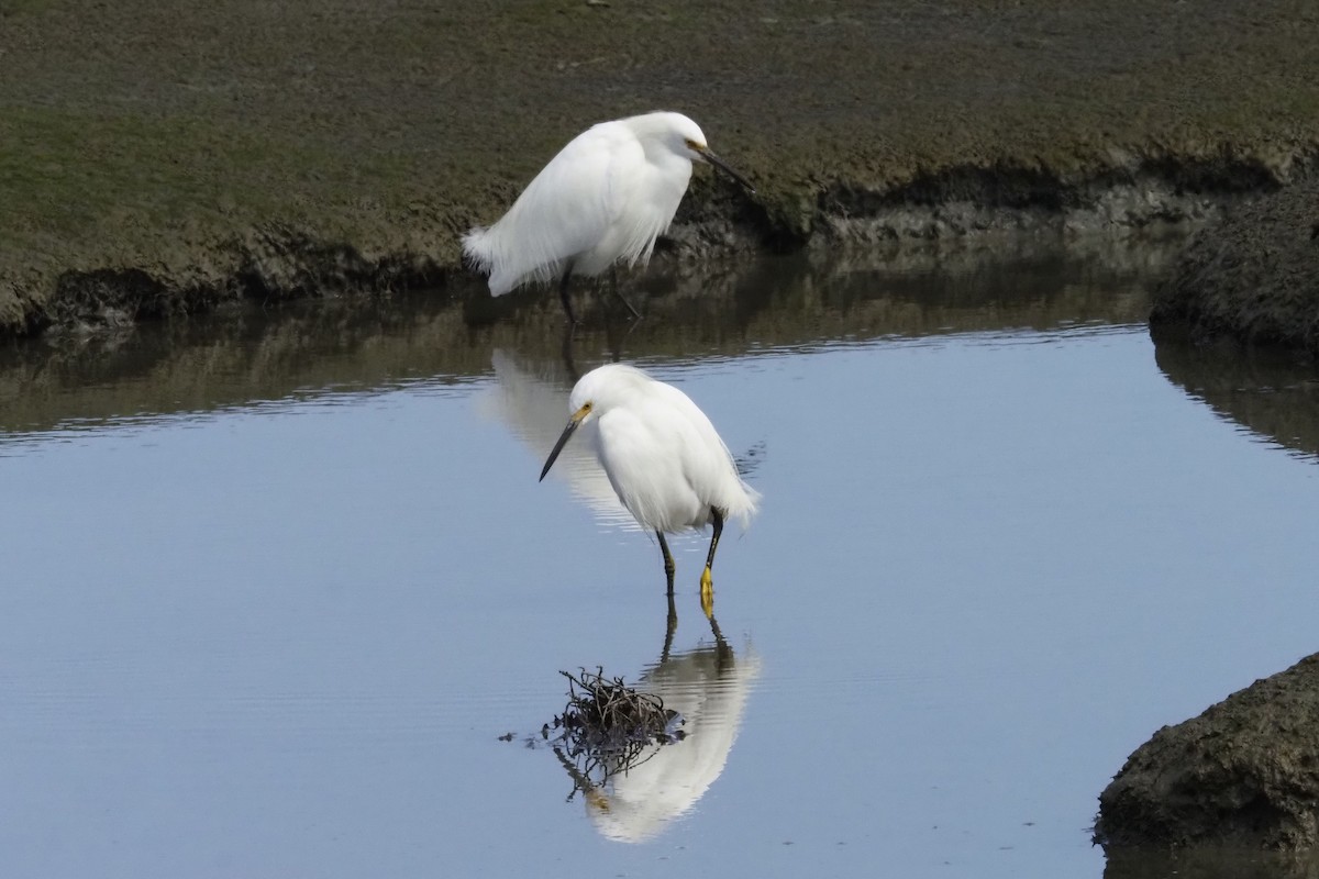 Snowy Egret - ML317610371