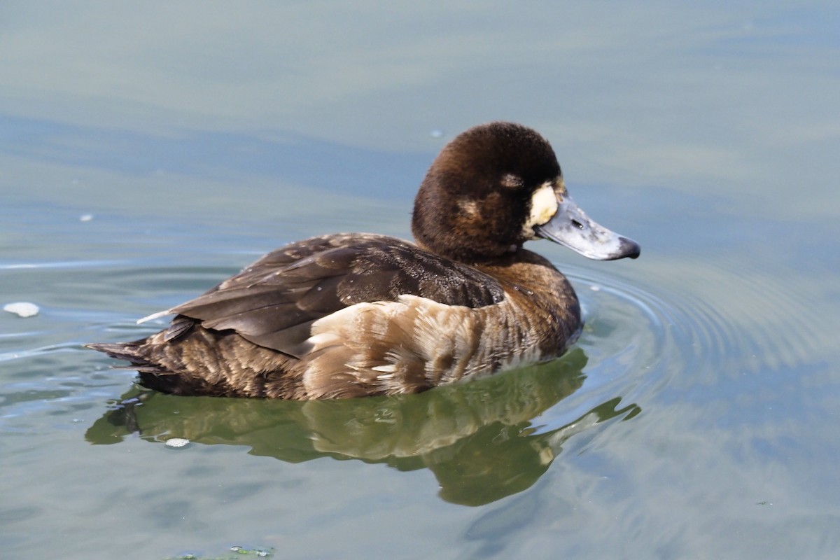 Greater Scaup - Donna Pomeroy