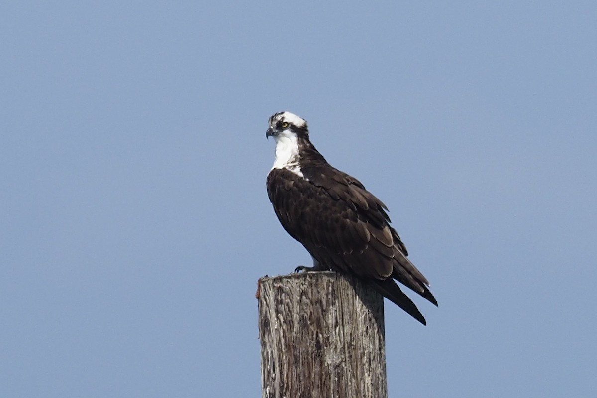 Osprey - ML317610721