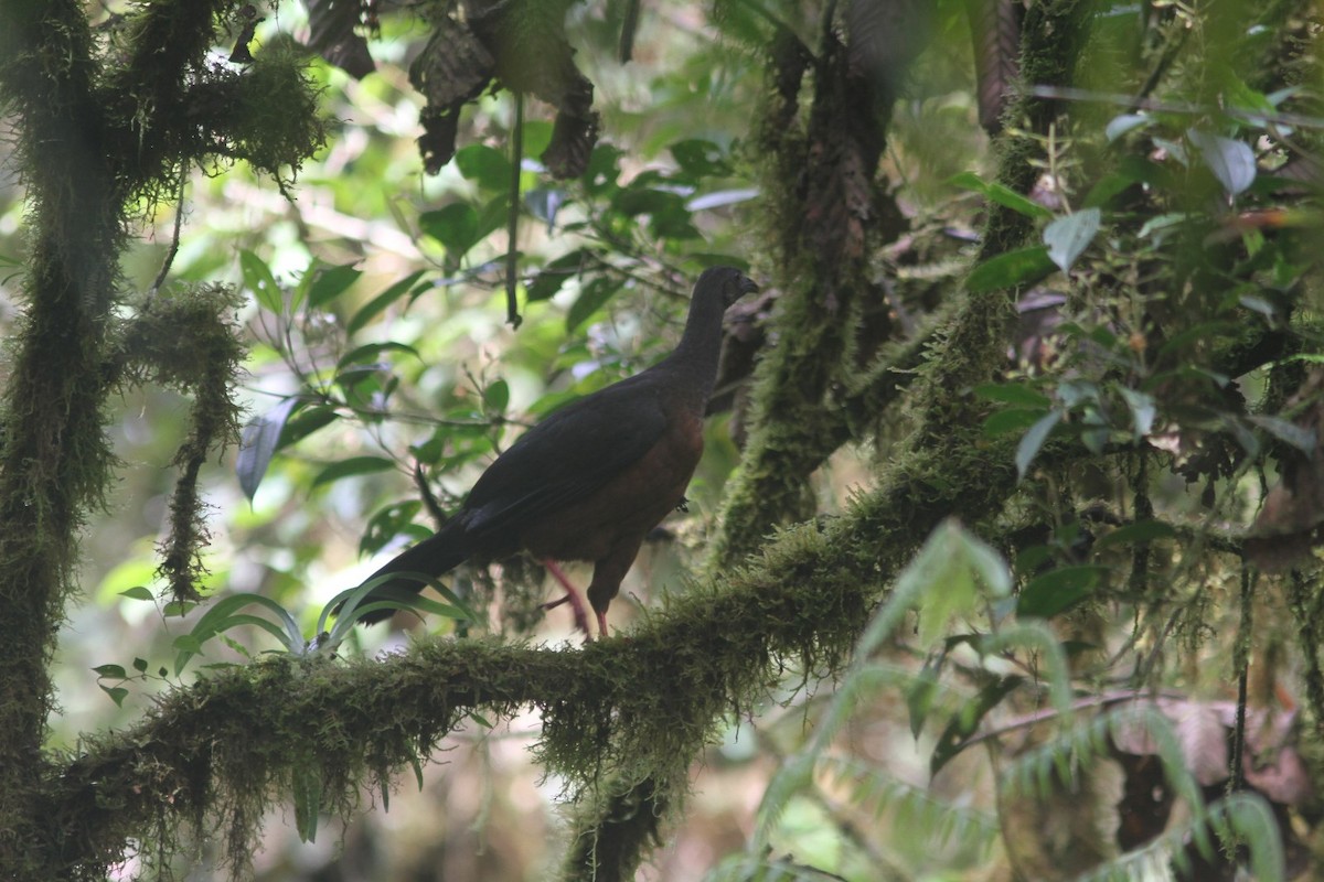 Sickle-winged Guan - ML317612661