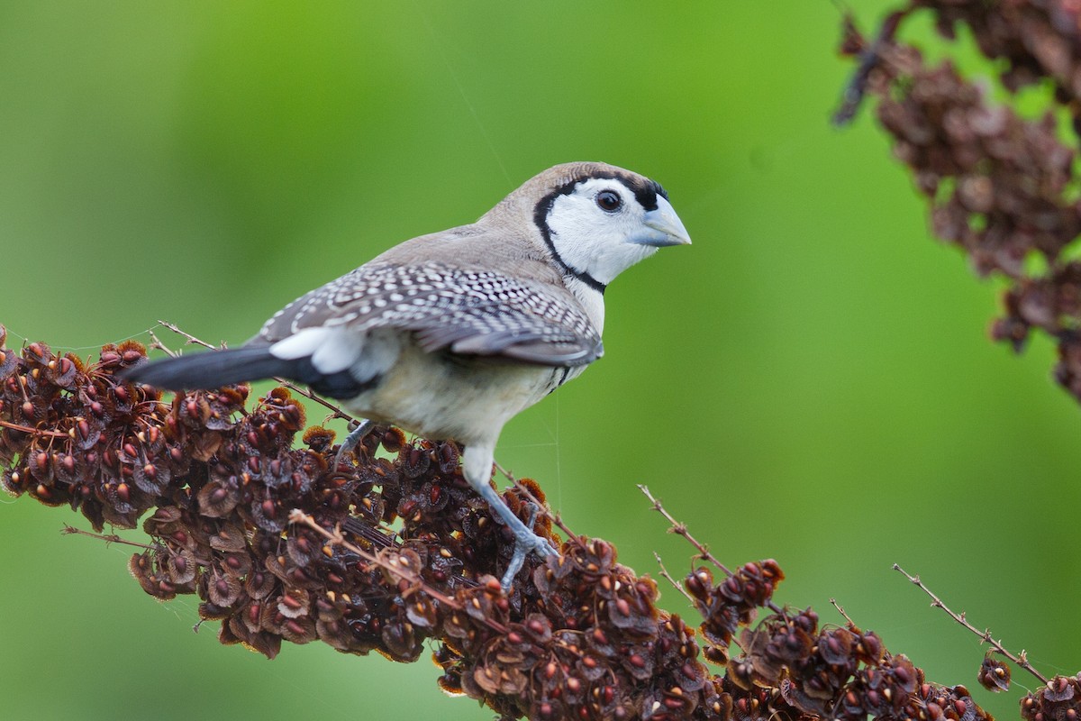 Double-barred Finch - Mat Gilfedder