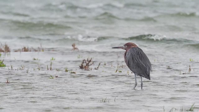 Reddish Egret - ML317614961