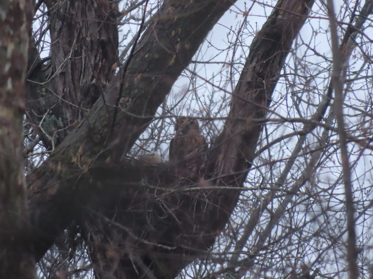 Great Horned Owl - ML317616671