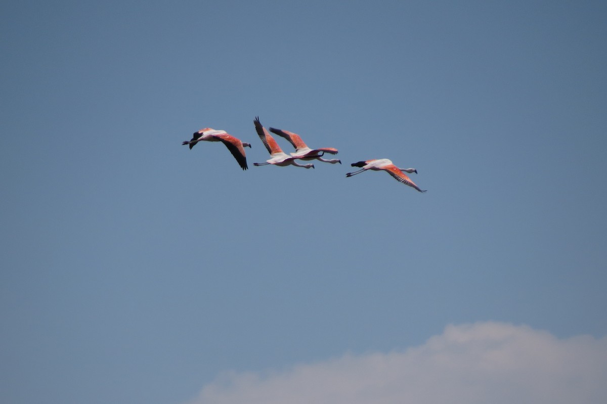 Chilean Flamingo - ML31761731