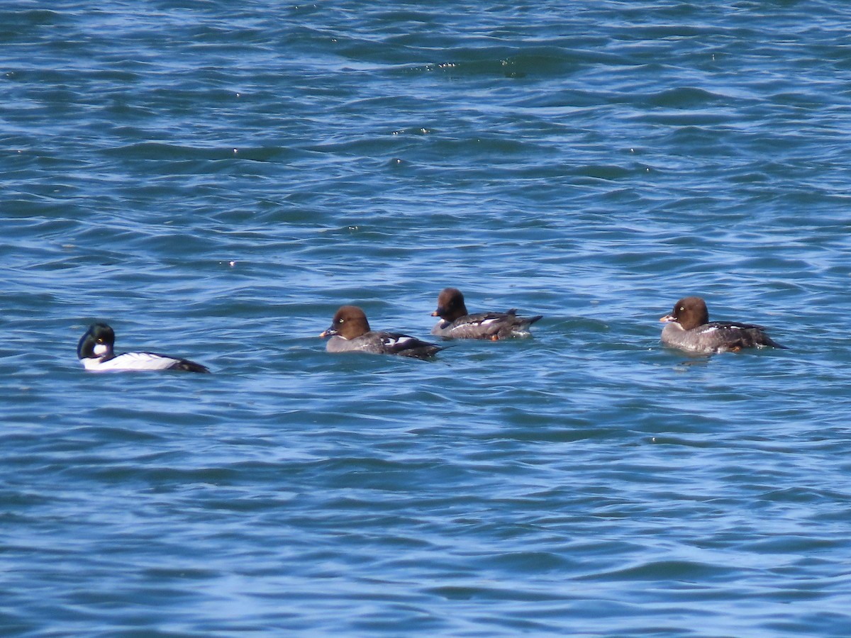 Common Goldeneye - ML317617541