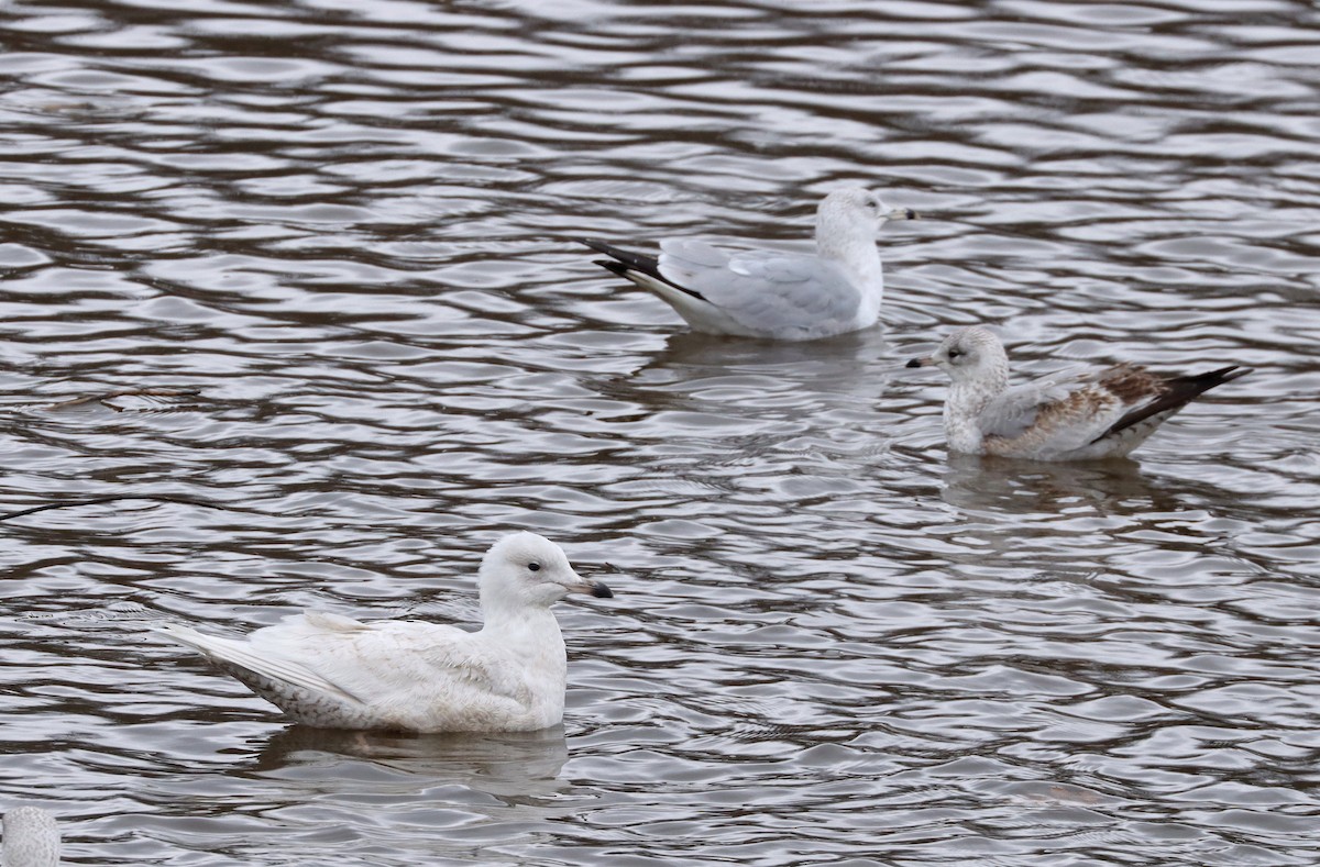 Iceland Gull - ML317617881