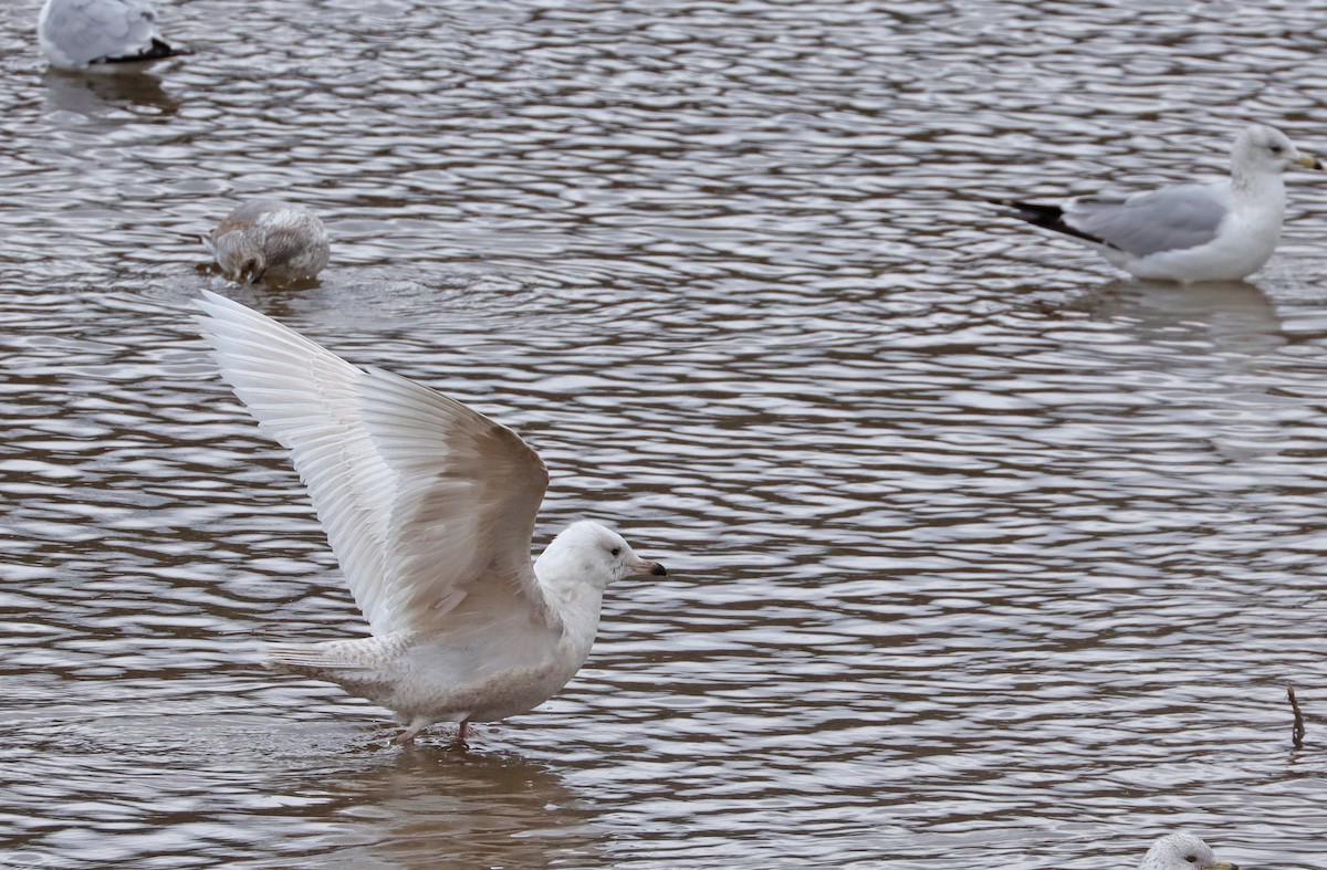 Iceland Gull - ML317617911