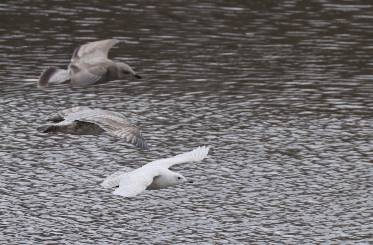 Iceland Gull - ML317617961
