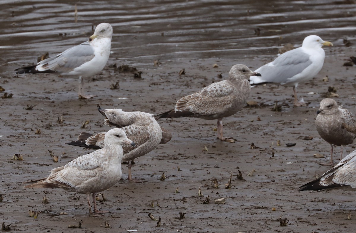 American Herring Gull - ML317618181