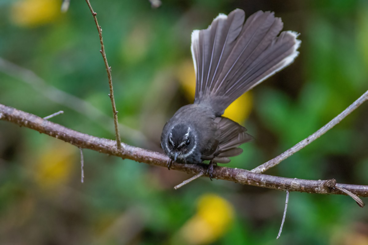 White-throated Fantail - ML317619501