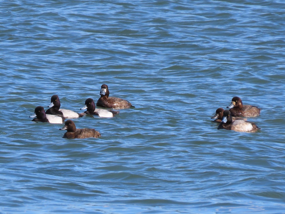 Lesser Scaup - ML317619991