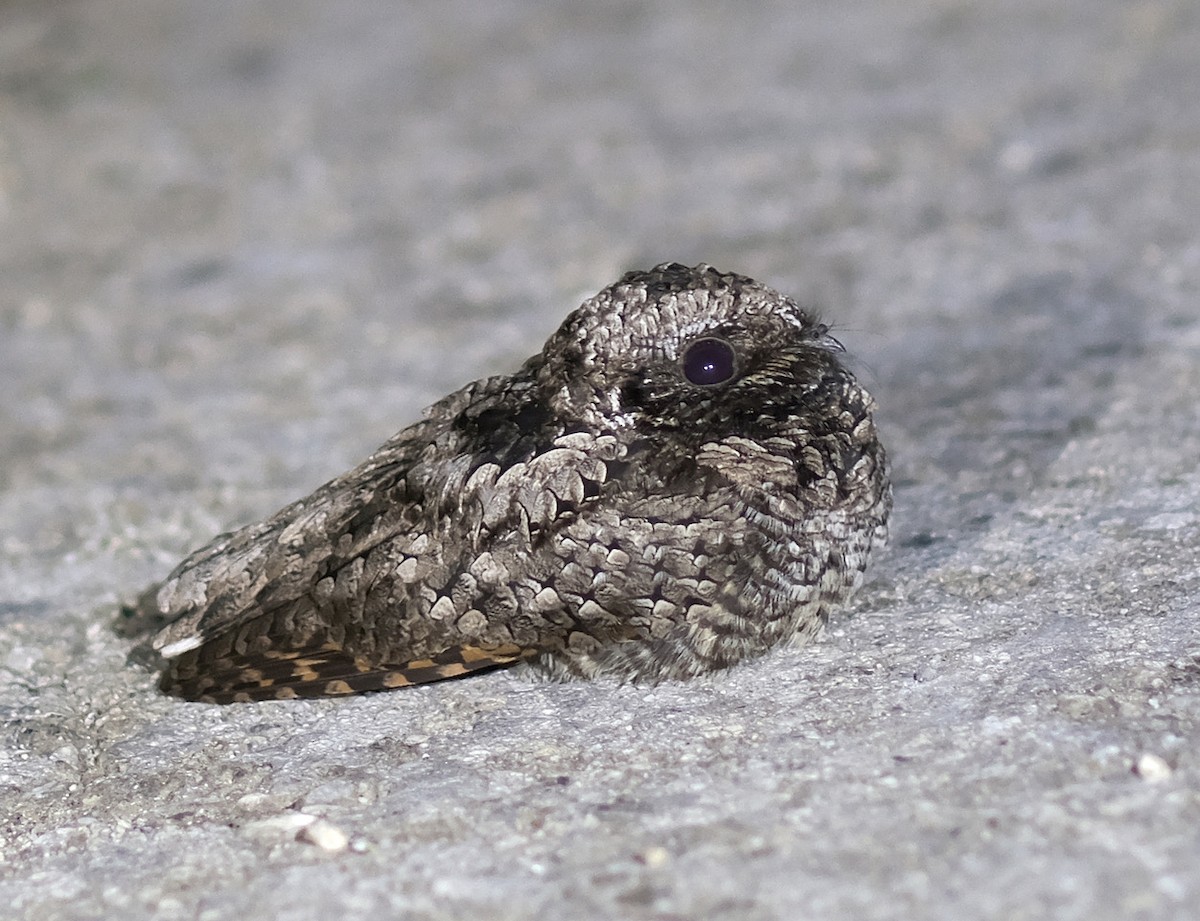 Common Poorwill - ML317620461