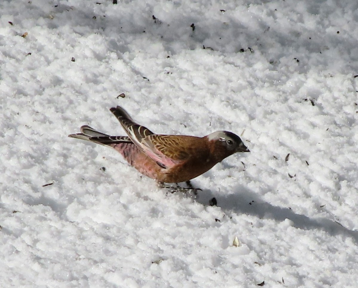 ハイガシラハギマシコ（tephrocotis グループ） - ML317620851