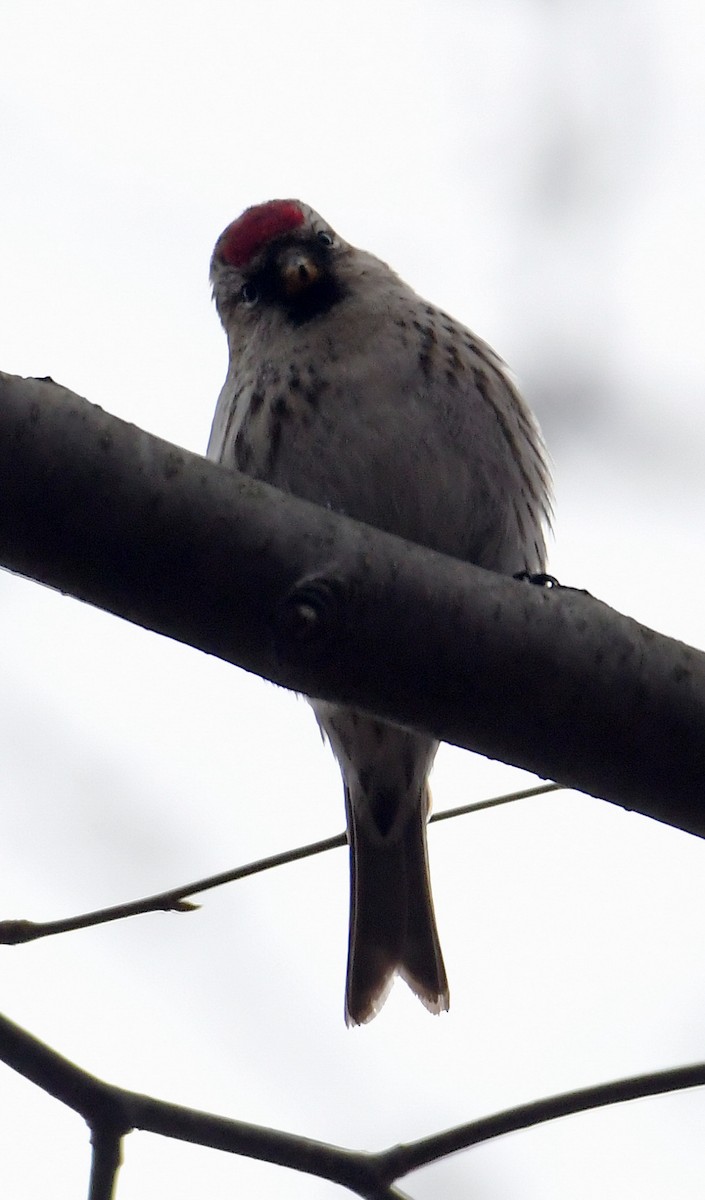 Common Redpoll - ML317621781