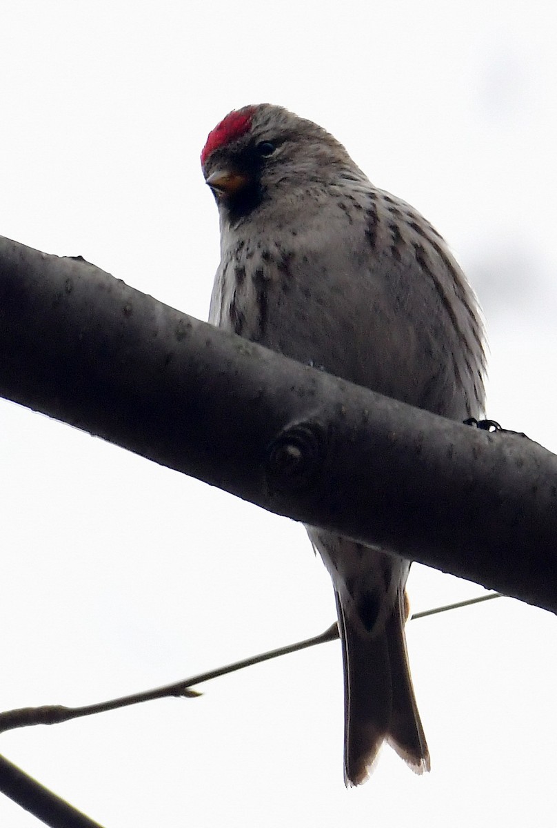 Common Redpoll - Eric Titcomb