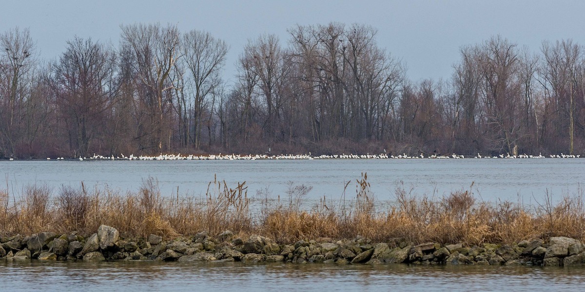 American White Pelican - Eric Juterbock