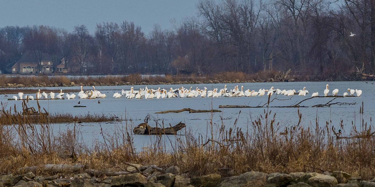 American White Pelican - Eric Juterbock