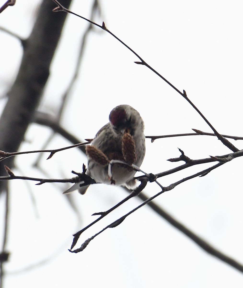 Common Redpoll - Eric Titcomb