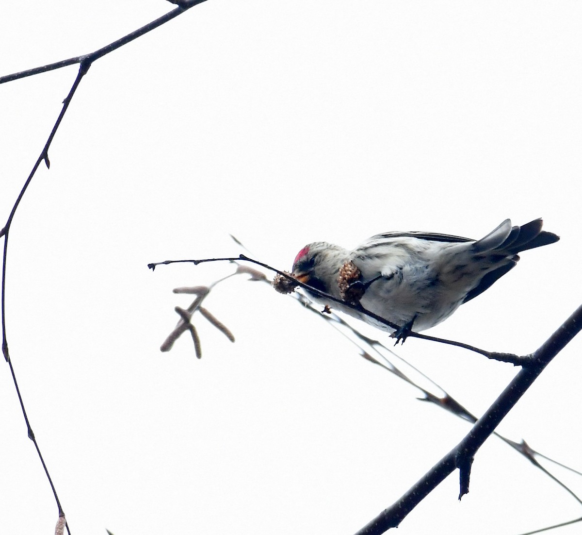 Common Redpoll - ML317621911