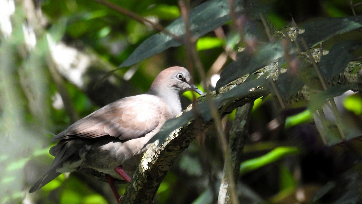 Gray-chested Dove - ML317622421