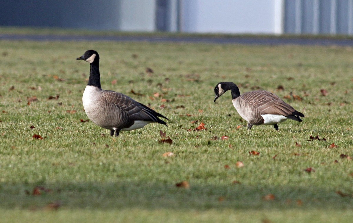 Kanadako branta (canadensis Taldekoa) - ML317622471