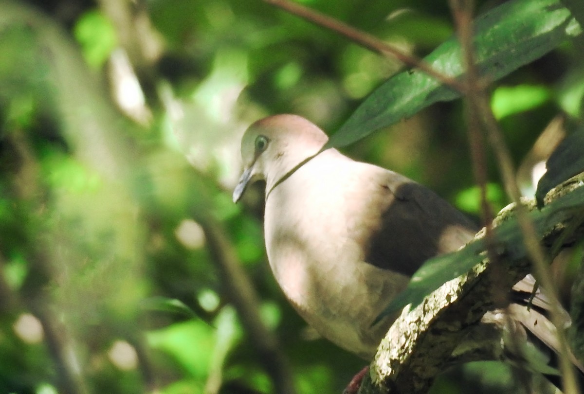 Gray-chested Dove - ML317622491