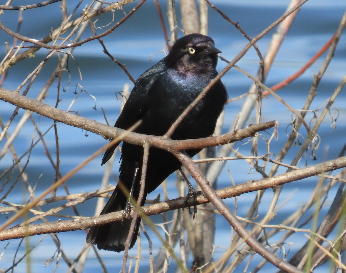 Brewer's Blackbird - ML317623021