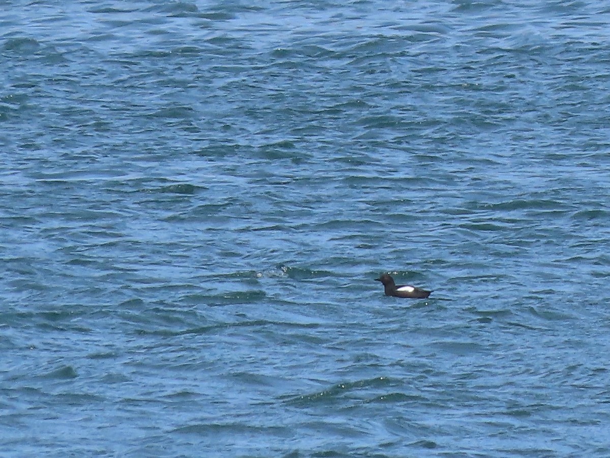 Pigeon Guillemot - ML317623841