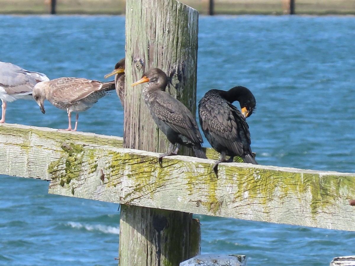 Double-crested Cormorant - Joan Baker