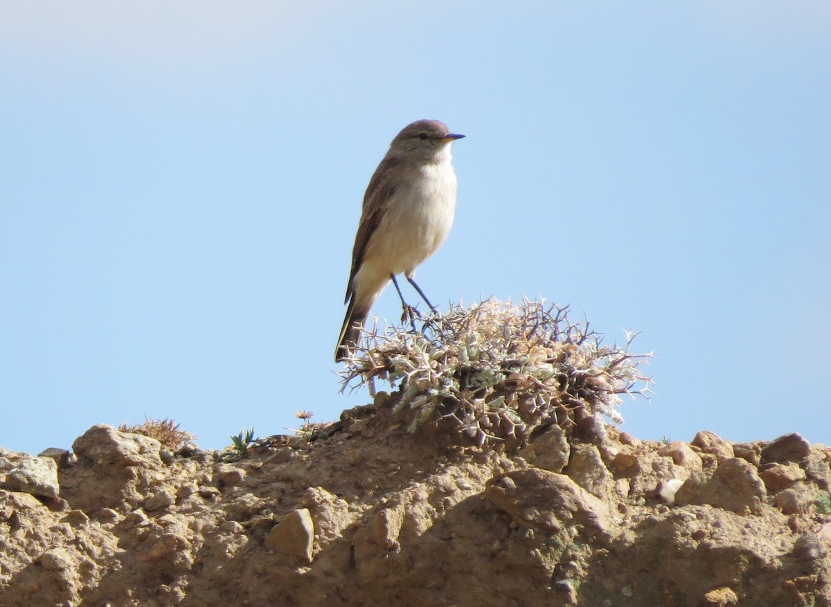 Spot-billed Ground-Tyrant - ML31762591