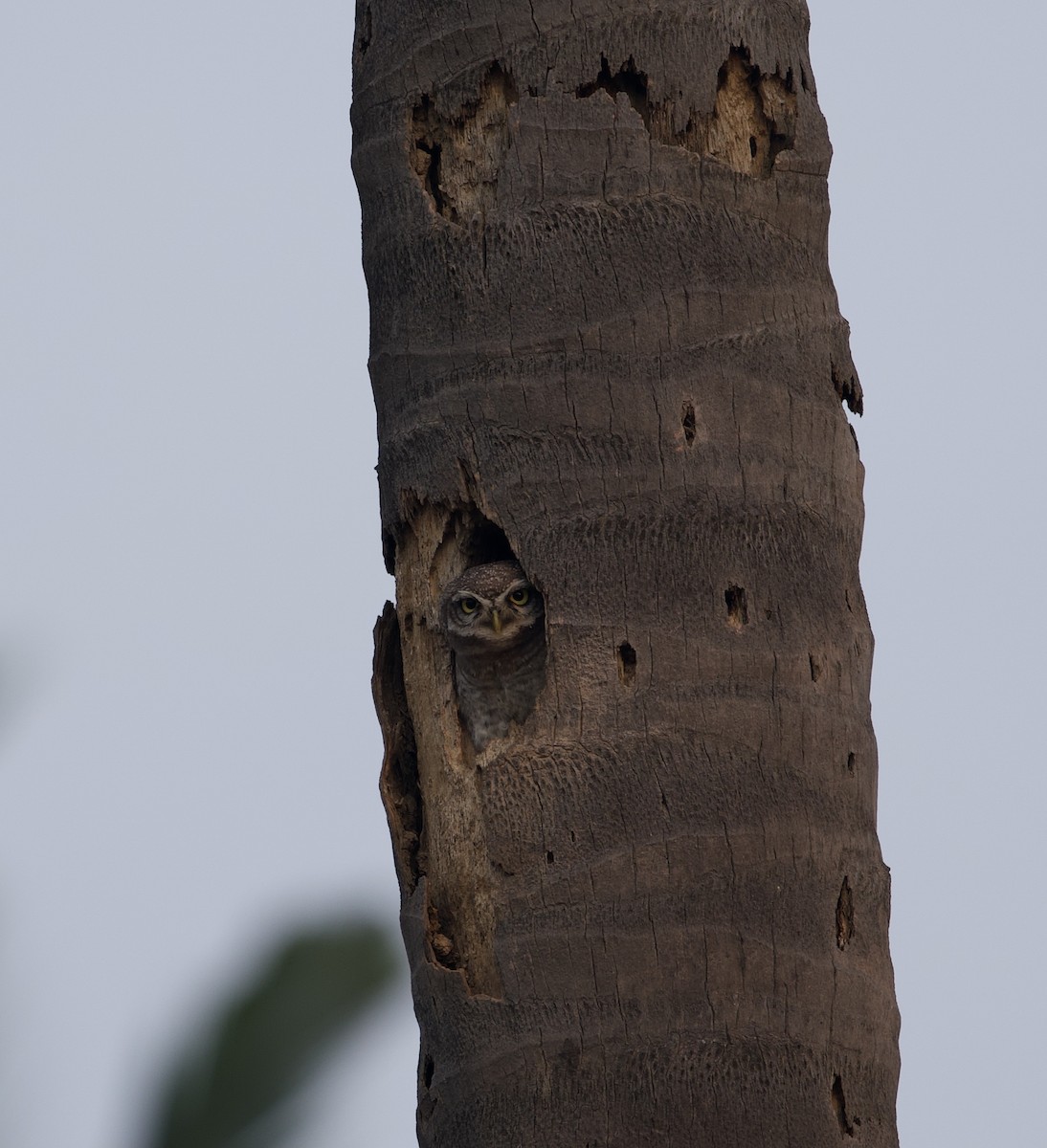 Spotted Owlet - ML317626201