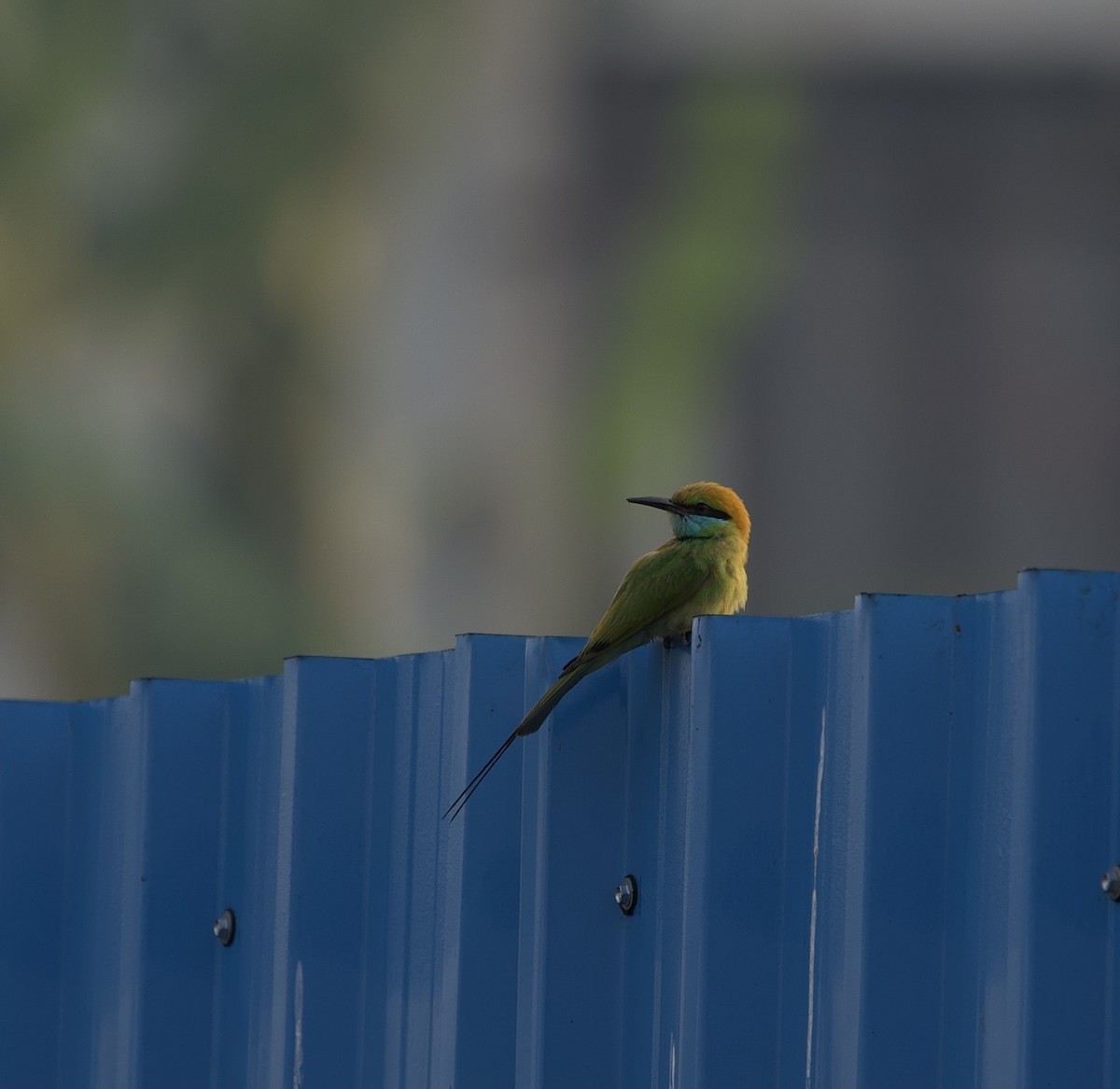 Asian Green Bee-eater - ML317626281